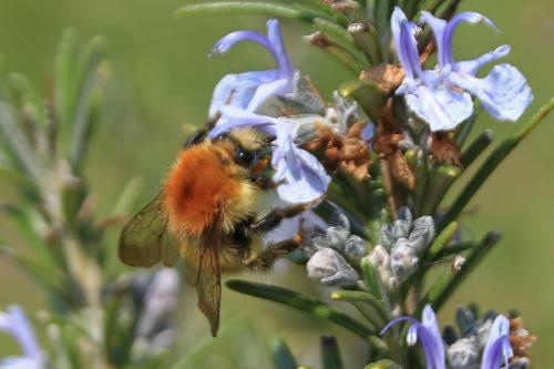 Bombus humilis